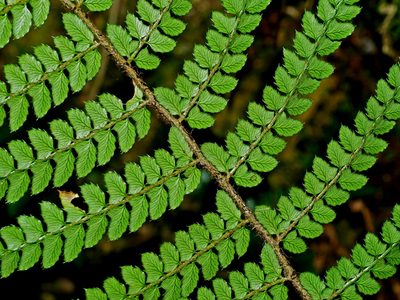 Polystichum piceopaleaceum, photographed by Jacy Chen