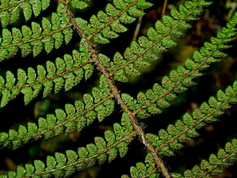 Polystichum piceopaleaceum, photographed by Jacy Chen