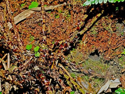Polystichum piceopaleaceum, photographed by Jacy Chen