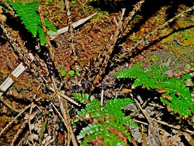 Polystichum piceopaleaceum, photographed by Jacy Chen