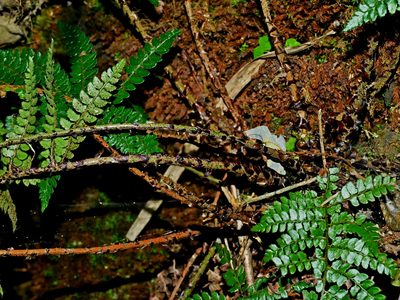 Polystichum piceopaleaceum, photographed by Jacy Chen