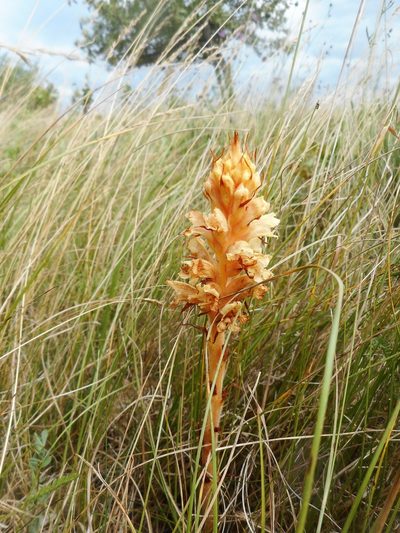 Orobanche centaurina, photographed by Michael Andresek