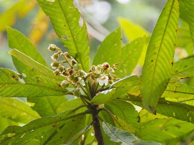 Saurauia montana, photographed by Lena Struwe