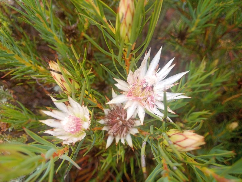 Protea mucronifolia, photographed by bullwooding