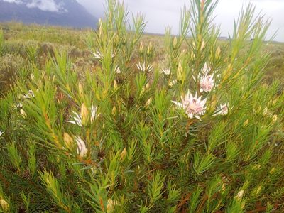 Protea mucronifolia, photographed by bullwooding