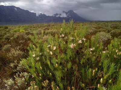 Protea mucronifolia, photographed by bullwooding