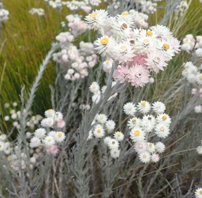 Achyranthemum paniculatum, photographed by Nicola van Berkel
