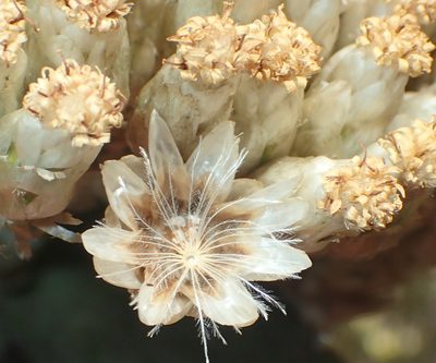 Syncarpha milleflora, photographed by Nicola van Berkel