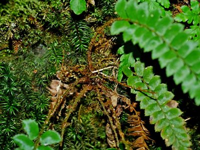 Polystichum nepalense, photographed by Jacy Chen