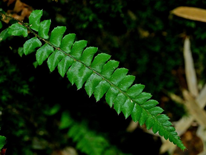 Polystichum nepalense, photographed by Jacy Chen