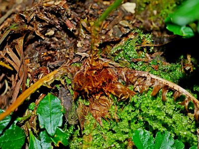Dryopteris reflexosquamata, photographed by Jacy Chen