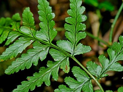 Dryopteris reflexosquamata, photographed by Jacy Chen