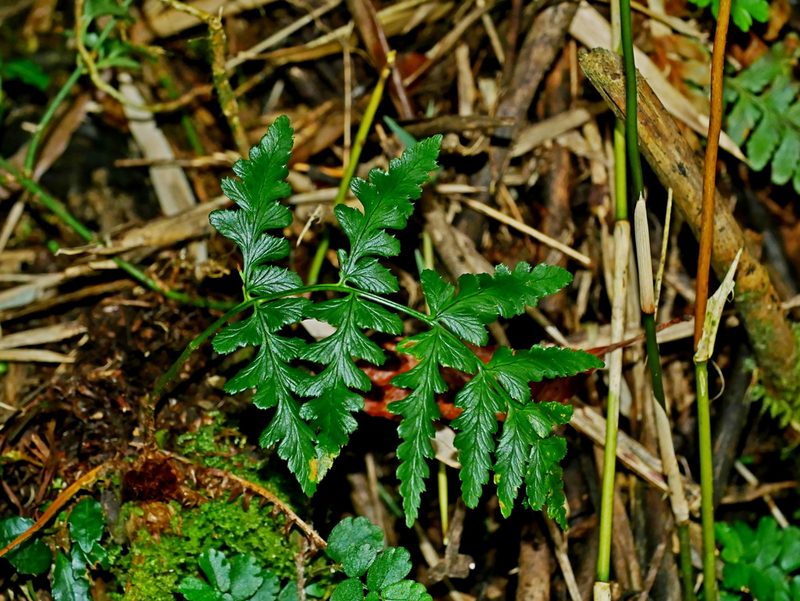 Dryopteris reflexosquamata, photographed by Jacy Chen