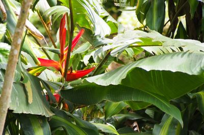 Heliconia tortuosa, photographed by Lena Struwe