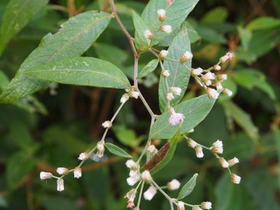 Vernonia arborescens, photographed by Lena Struwe