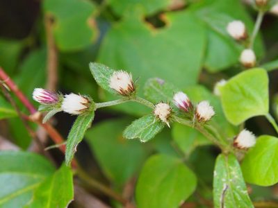 Vernonia arborescens, photographed by Lena Struwe
