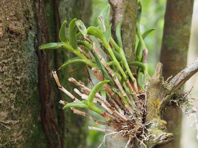 Epidendrum barbeyanum, photographed by Lena Struwe