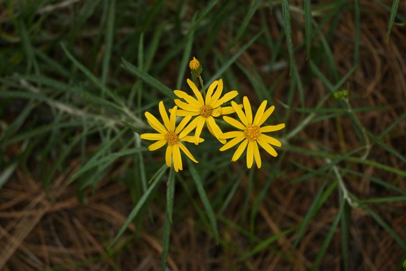 Senecio stoechadiformis, photographed by Dante S. Figueroa
