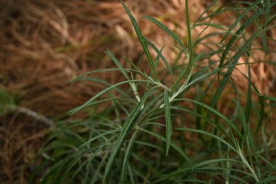 Senecio stoechadiformis, photographed by Dante S. Figueroa
