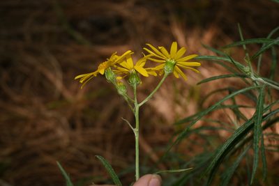 Senecio stoechadiformis, photographed by Dante S. Figueroa