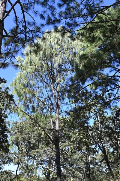 Pinus lumholtzii, photographed by Dante S. Figueroa