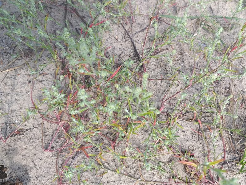 Corispermum hyssopifolium, photographed by Dmitriy Bochkov