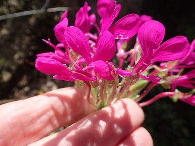 Pelargonium incrassatum, photographed by Peter Warren
