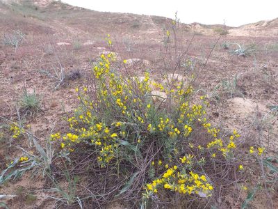 Chamaecytisus borysthenicus, photographed by Riccardo Guarino