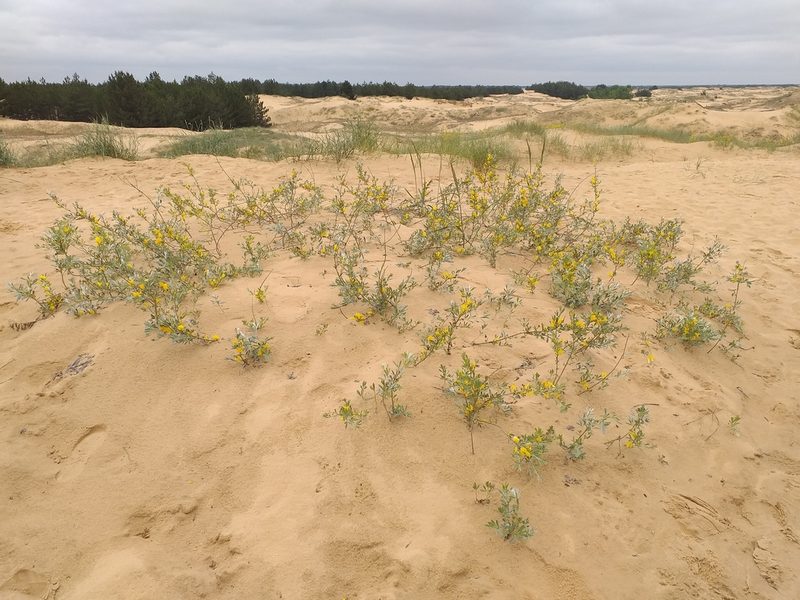 Chamaecytisus borysthenicus, photographed by Riccardo Guarino