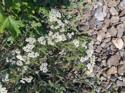 Achillea nobilis, photographed by Dmitriy Bochkov