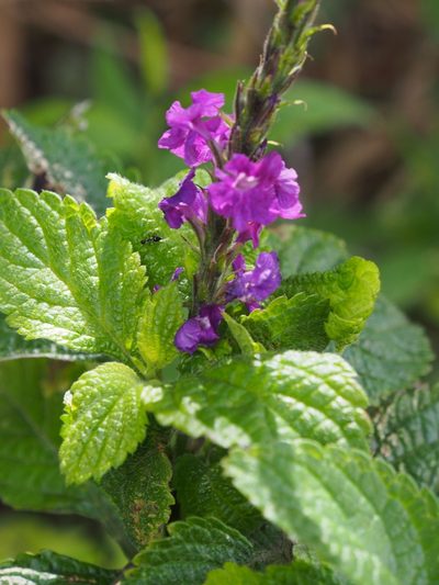 Stachytarpheta frantzii, photographed by Lena Struwe