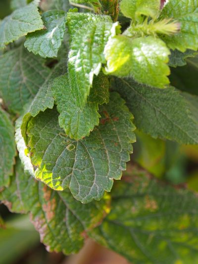Stachytarpheta frantzii, photographed by Lena Struwe
