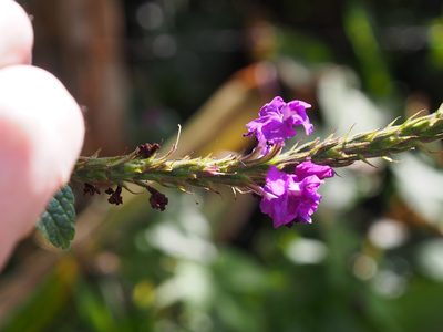 Stachytarpheta frantzii, photographed by Lena Struwe