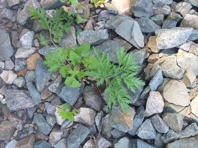 Artemisia sieversiana, photographed by Dmitriy Bochkov