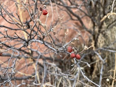 Rhus trilobata, photographed by Harrison J Elkins