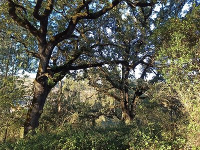 Quercus faginea, photographed by Daniel Franco