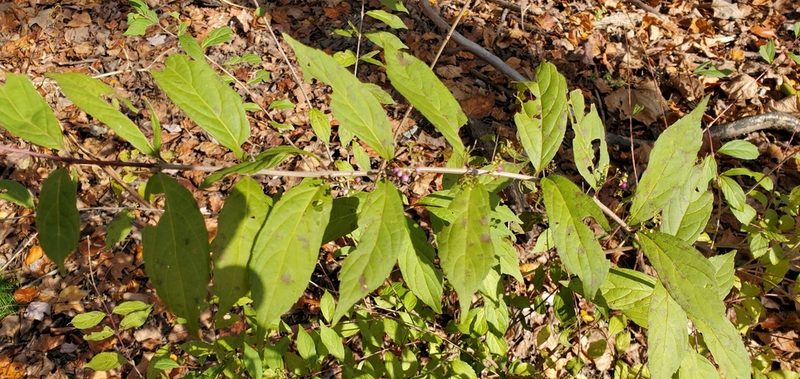 Callicarpa dichotoma, photographed by Steve Young