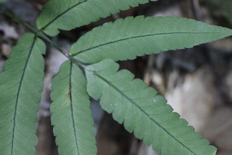 Dryopteris podophylla, photographed by Agnes Trekker