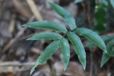 Dryopteris podophylla, photographed by Agnes Trekker