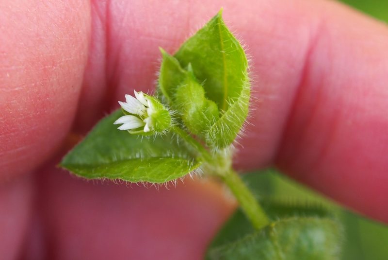 Stellaria ovata, photographed by Lena Struwe