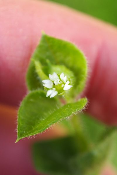 Stellaria ovata, photographed by Lena Struwe