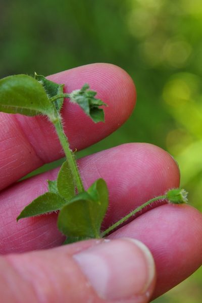 Stellaria ovata, photographed by Lena Struwe