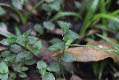 Sphaerocaryum malaccense, photographed by Agnes Trekker