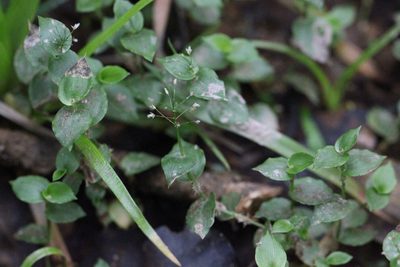 Sphaerocaryum malaccense, photographed by Agnes Trekker