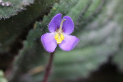 Oreocharis guileana, photographed by Agnes Trekker