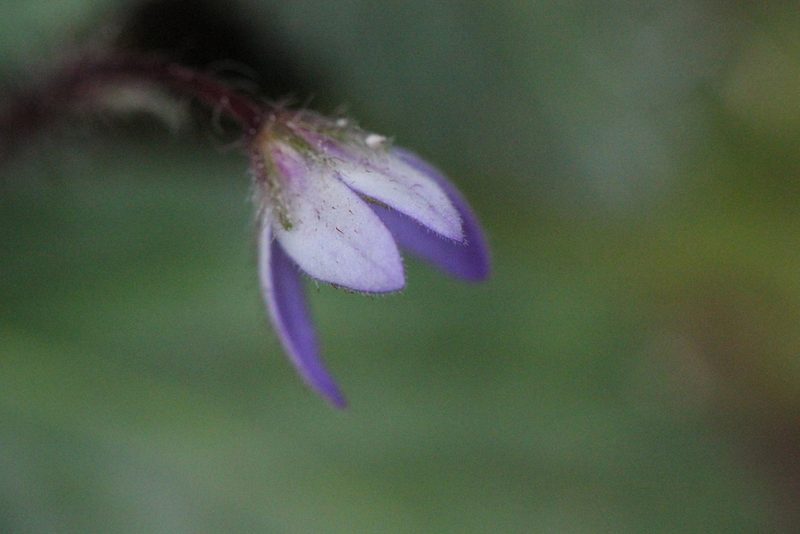 Oreocharis guileana, photographed by Agnes Trekker