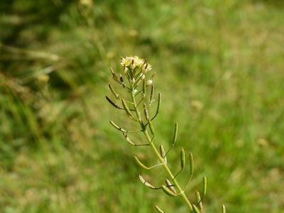 Descurainia erodiifolia, photographed by Guillermo Debandi