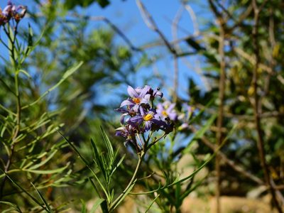 Solanum angustifidum, photographed by Guillermo Debandi