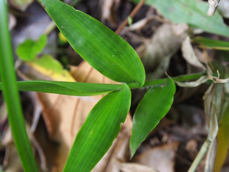 Lasiacis rhizophora, photographed by Lena Struwe