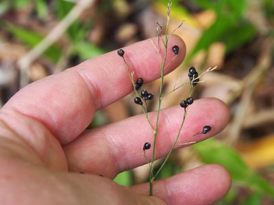 Lasiacis rhizophora, photographed by Lena Struwe